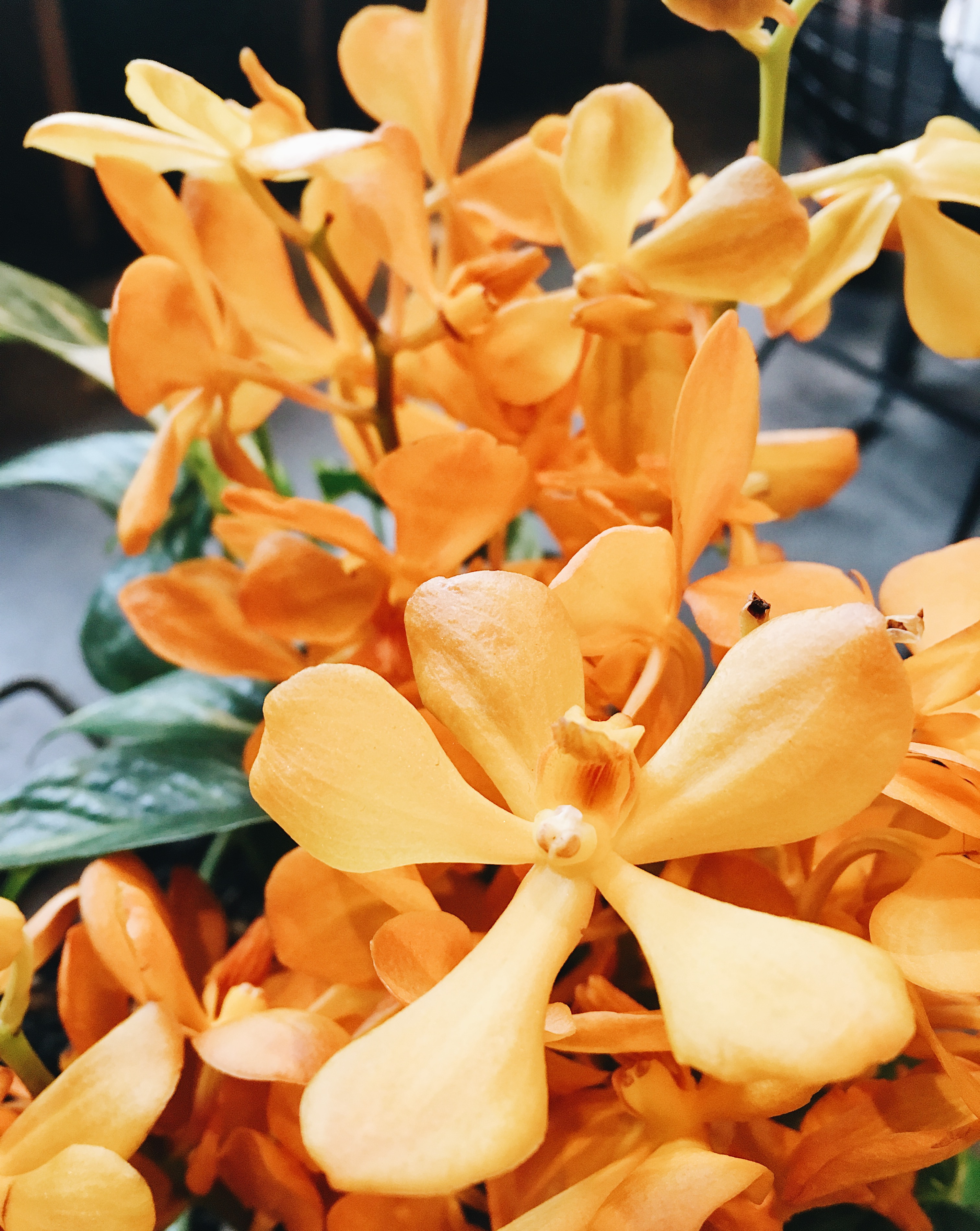 Aoyama Flower Market Tea House